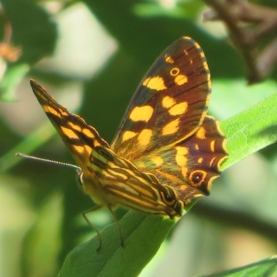 Oreixenica kershawi (Striped Xenica) at Cotter River, ACT - 27 Jan 2022 by Christine