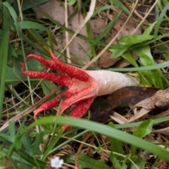 Clathrus archeri (Seastar Stinkhorn) at Cotter River, ACT - 1 Feb 2022 by RAllen