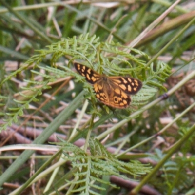 Heteronympha paradelpha (Spotted Brown) at Cotter River, ACT - 1 Feb 2022 by RAllen