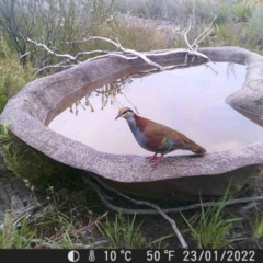 Phaps elegans (Brush Bronzewing) at Tinderry, NSW - 23 Jan 2022 by markus