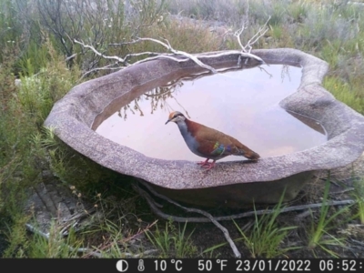 Phaps elegans (Brush Bronzewing) at Tinderry, NSW - 23 Jan 2022 by markus