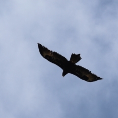 Aquila audax (Wedge-tailed Eagle) at Cook, ACT - 30 Jan 2022 by Tammy