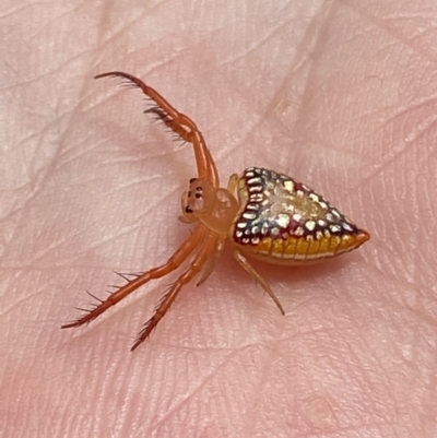 Arkys walckenaeri (Triangle spider) at Cotter River, ACT - 1 Feb 2022 by RAllen