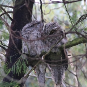 Podargus strigoides at Goulburn, NSW - 1 Feb 2022