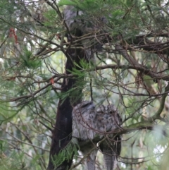 Podargus strigoides at Goulburn, NSW - 1 Feb 2022