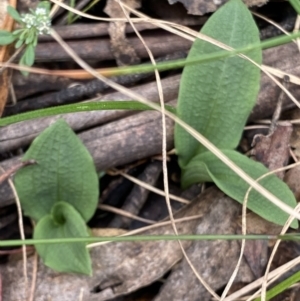 Chiloglottis sp. at Cotter River, ACT - 1 Feb 2022