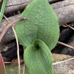 Chiloglottis sp. at Cotter River, ACT - 1 Feb 2022