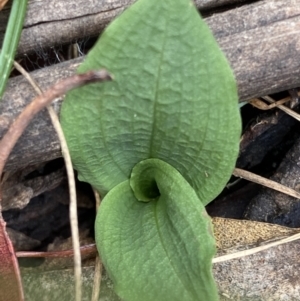 Chiloglottis sp. at Cotter River, ACT - 1 Feb 2022