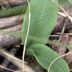 Chiloglottis sp. at Cotter River, ACT - 1 Feb 2022