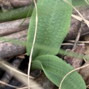 Chiloglottis sp. at Cotter River, ACT - 1 Feb 2022