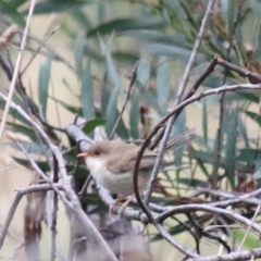 Malurus cyaneus (Superb Fairywren) at Wayo, NSW - 1 Feb 2022 by Rixon