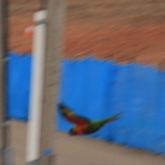 Trichoglossus moluccanus (Rainbow Lorikeet) at Goulburn, NSW - 30 Jan 2022 by Rixon