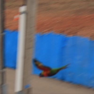 Trichoglossus moluccanus (Rainbow Lorikeet) at Goulburn, NSW - 29 Jan 2022 by Rixon