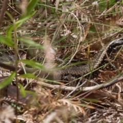 Eulamprus heatwolei (Yellow-bellied Water Skink) at Cotter River, ACT - 1 Feb 2022 by RAllen