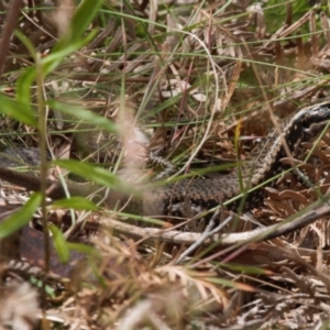 Eulamprus heatwolei at Cotter River, ACT - 1 Feb 2022