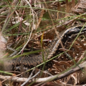 Eulamprus heatwolei at Cotter River, ACT - 1 Feb 2022