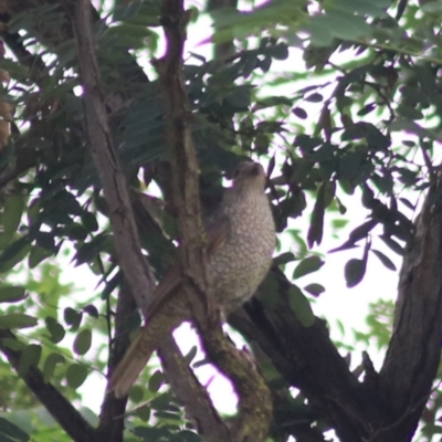 Ptilonorhynchus violaceus (Satin Bowerbird) at Goulburn, NSW - 29 Jan 2022 by Rixon