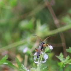 Ichneumonidae (family) (Unidentified ichneumon wasp) at Goulburn, NSW - 29 Jan 2022 by Rixon