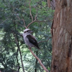 Dacelo novaeguineae (Laughing Kookaburra) at Goulburn, NSW - 29 Jan 2022 by Rixon