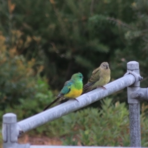 Psephotus haematonotus at Goulburn, NSW - 30 Jan 2022 08:10 AM