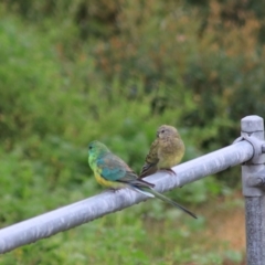 Psephotus haematonotus at Goulburn, NSW - 30 Jan 2022 08:10 AM