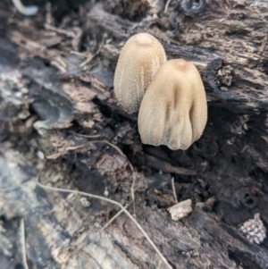 Coprinellus etc. at Coree, ACT - 31 Jan 2022 04:37 PM