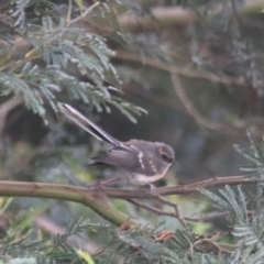 Rhipidura albiscapa at Goulburn, NSW - 30 Jan 2022