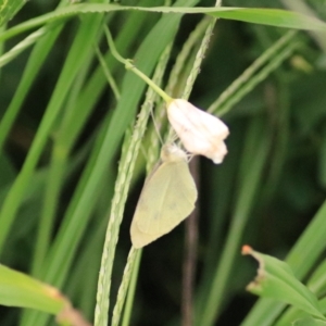 Pieris rapae at Kingsdale, NSW - 30 Jan 2022 07:02 PM