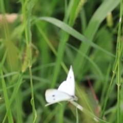 Pieris rapae at Kingsdale, NSW - 30 Jan 2022 07:02 PM