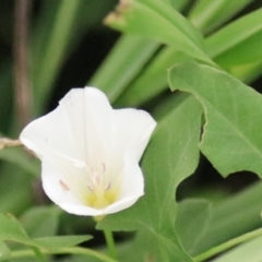 Convolvulus arvensis at Kingsdale, NSW - 30 Jan 2022