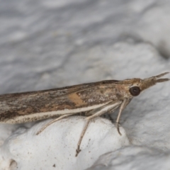 Etiella behrii (Lucerne Seed Web Moth) at Melba, ACT - 18 Nov 2021 by kasiaaus