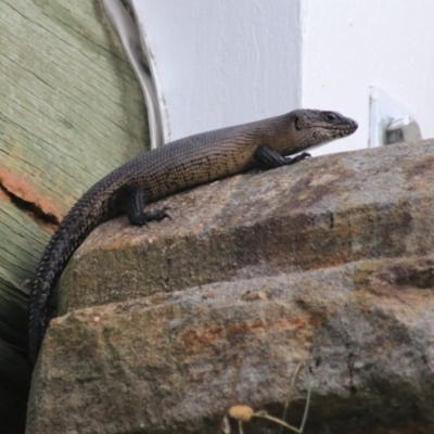 Egernia cunninghami (Cunningham's Skink) at Baw Baw, NSW - 30 Jan 2022 by Rixon