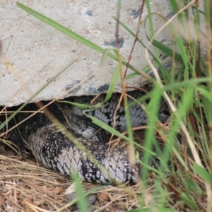 Tiliqua scincoides scincoides at Baw Baw, NSW - 30 Jan 2022