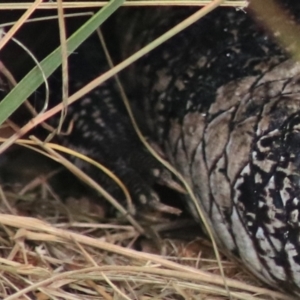 Tiliqua scincoides scincoides at Baw Baw, NSW - 30 Jan 2022