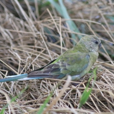 Psephotus haematonotus (Red-rumped Parrot) at Kingsdale, NSW - 30 Jan 2022 by Rixon