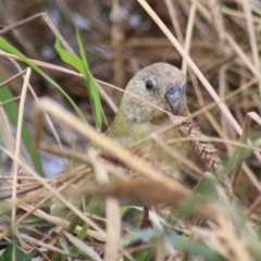 Psephotus haematonotus at Kingsdale, NSW - 30 Jan 2022