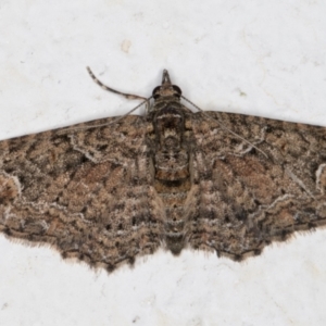 Pasiphilodes testulata at Melba, ACT - 18 Nov 2021 09:07 PM