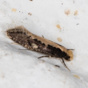 Monopis crocicapitella at Melba, ACT - 18 Nov 2021