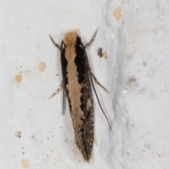 Monopis crocicapitella at Melba, ACT - 18 Nov 2021