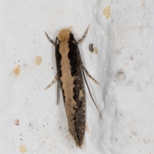 Monopis crocicapitella at Melba, ACT - 18 Nov 2021