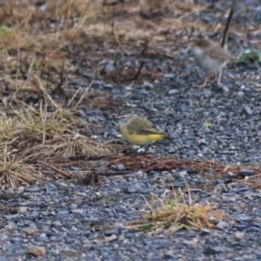 Acanthiza chrysorrhoa at Goulburn, NSW - 30 Jan 2022