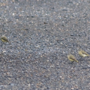 Acanthiza chrysorrhoa at Goulburn, NSW - 30 Jan 2022