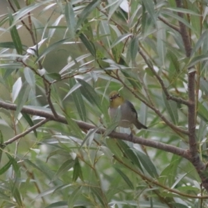 Zosterops lateralis at Baw Baw, NSW - 30 Jan 2022