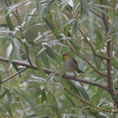 Zosterops lateralis (Silvereye) at Baw Baw, NSW - 30 Jan 2022 by Rixon