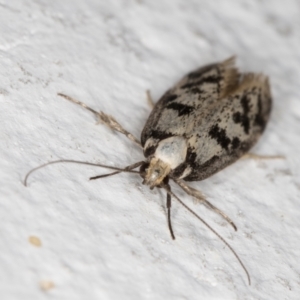 Oecophoridae (family) at Melba, ACT - 18 Nov 2021