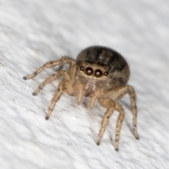 Unidentified Jumping or peacock spider (Salticidae) at Melba, ACT - 18 Nov 2021 by kasiaaus