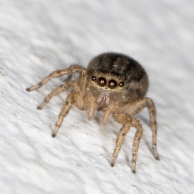 Unidentified Jumping or peacock spider (Salticidae) at Melba, ACT - 18 Nov 2021 by kasiaaus