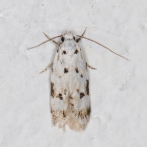 Oecophoridae (family) at Melba, ACT - 18 Nov 2021