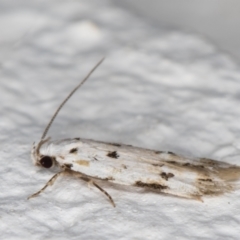 Oecophoridae (family) at Melba, ACT - 18 Nov 2021 10:47 PM