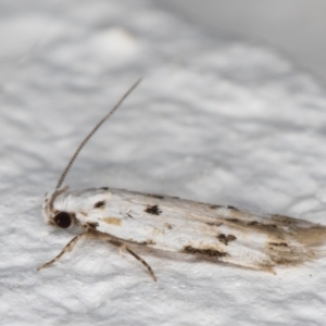 Oecophoridae (family) at Melba, ACT - 18 Nov 2021